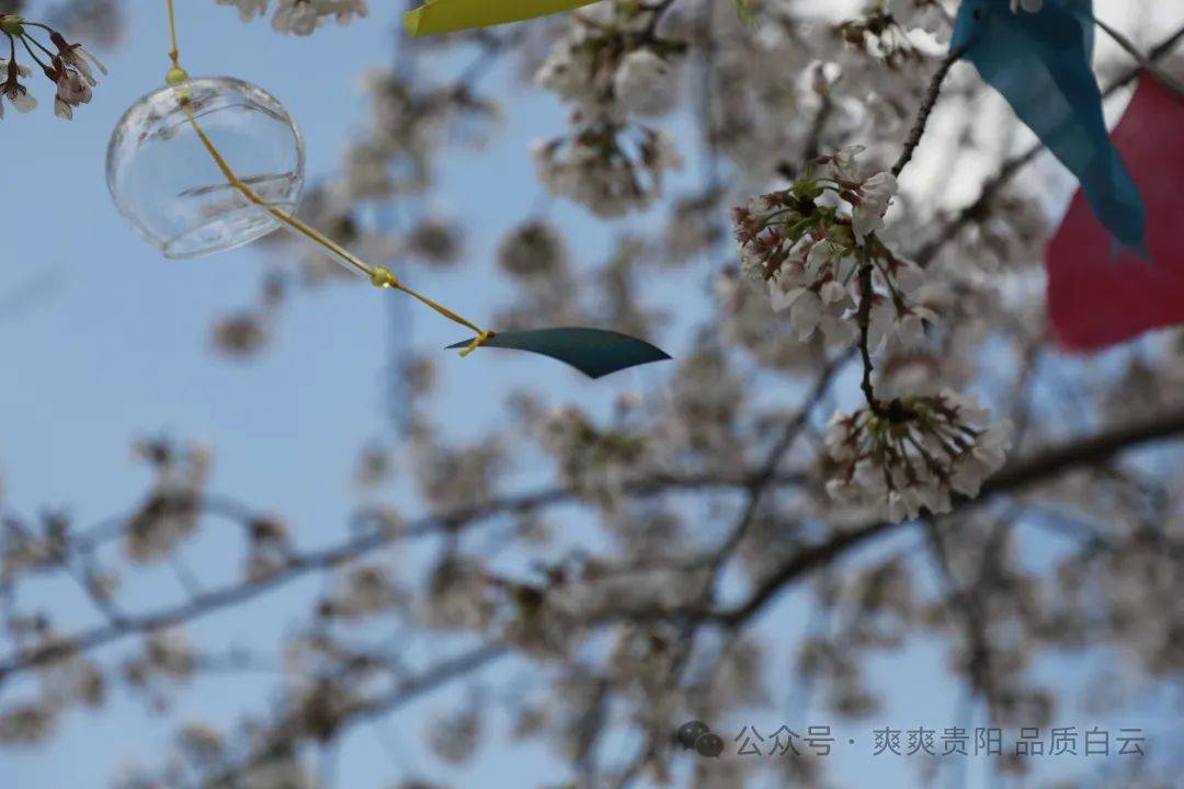 【爽爽贵阳 繁花似锦】花样生活·"樱"你精彩!白云区牛场乡举行第四届