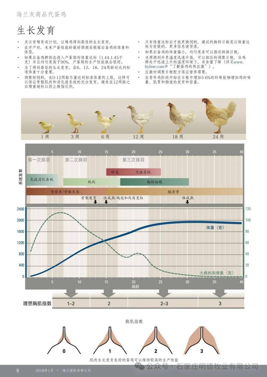 海兰灰蛋鸡产蛋率图片