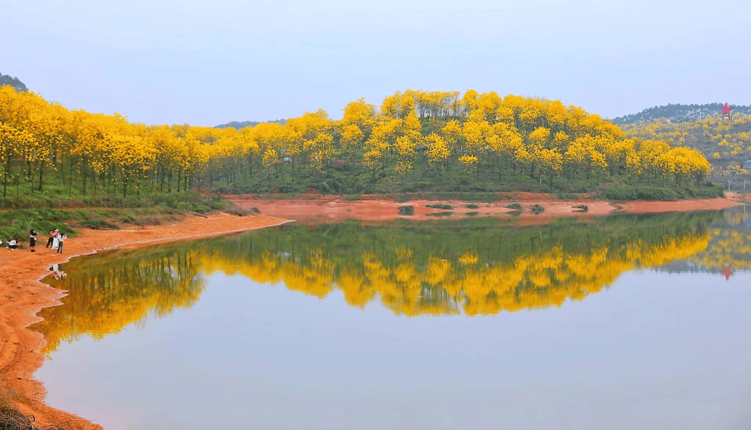 高要黄花风铃图片