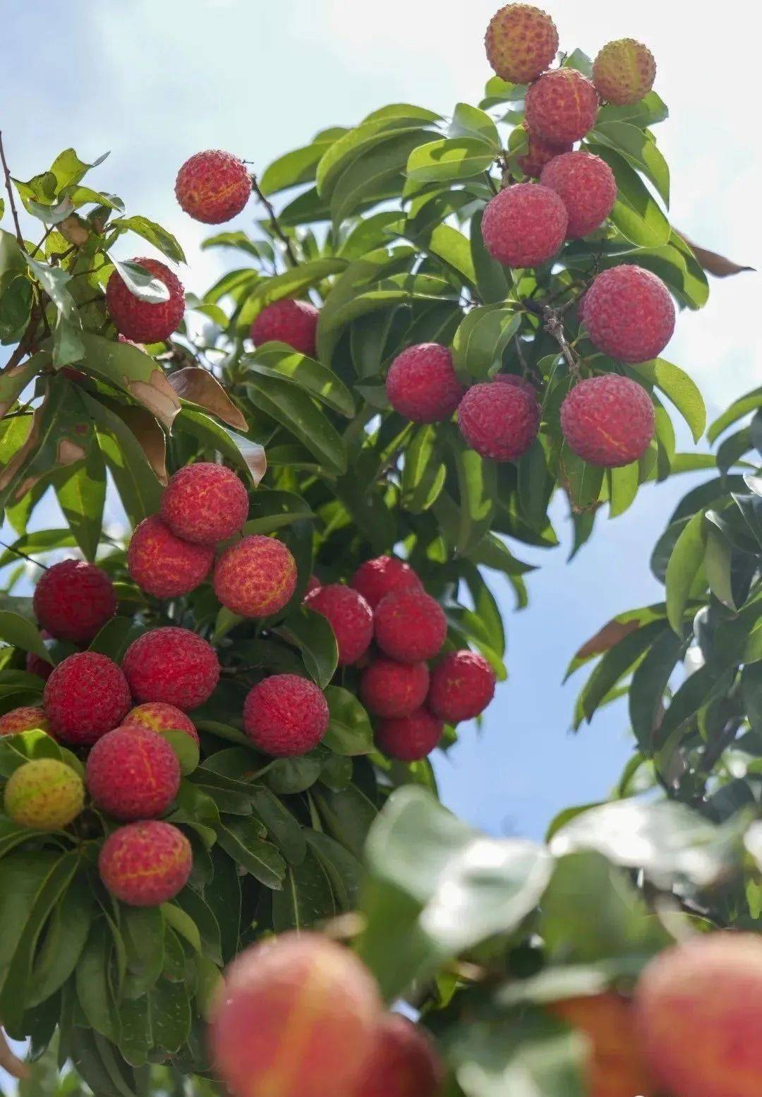 今年荔枝将大幅减产,虎门人爱吃的桂味,糯米糍价格预计是→_情况_开花