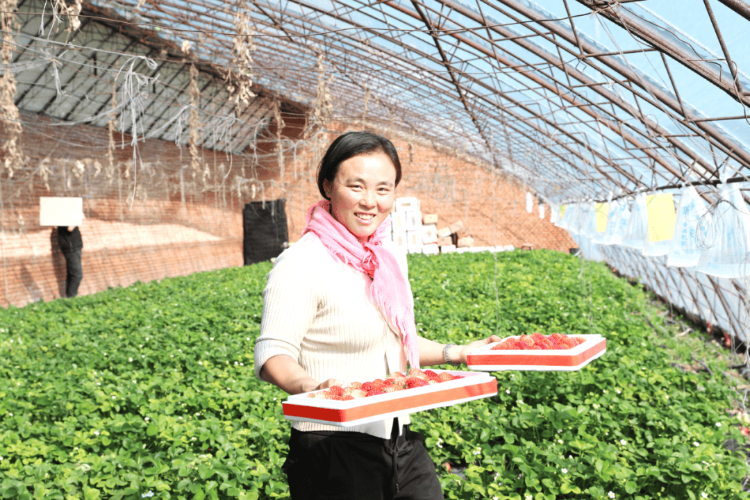 龙城区联合镇赵家沟村村民包丽丽在自家温室大棚采摘草莓.