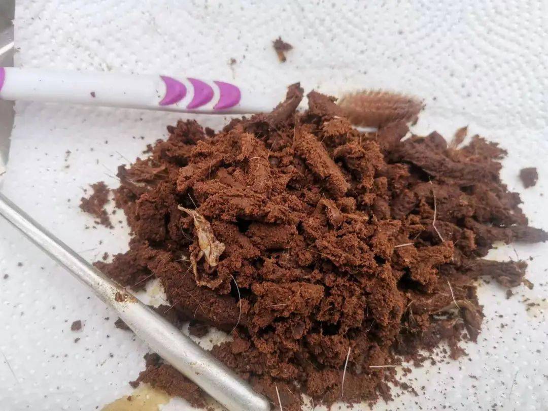 雄性林麝分泌的麝香是名贵的中药材,也是一种高级香料,由于其市场前景