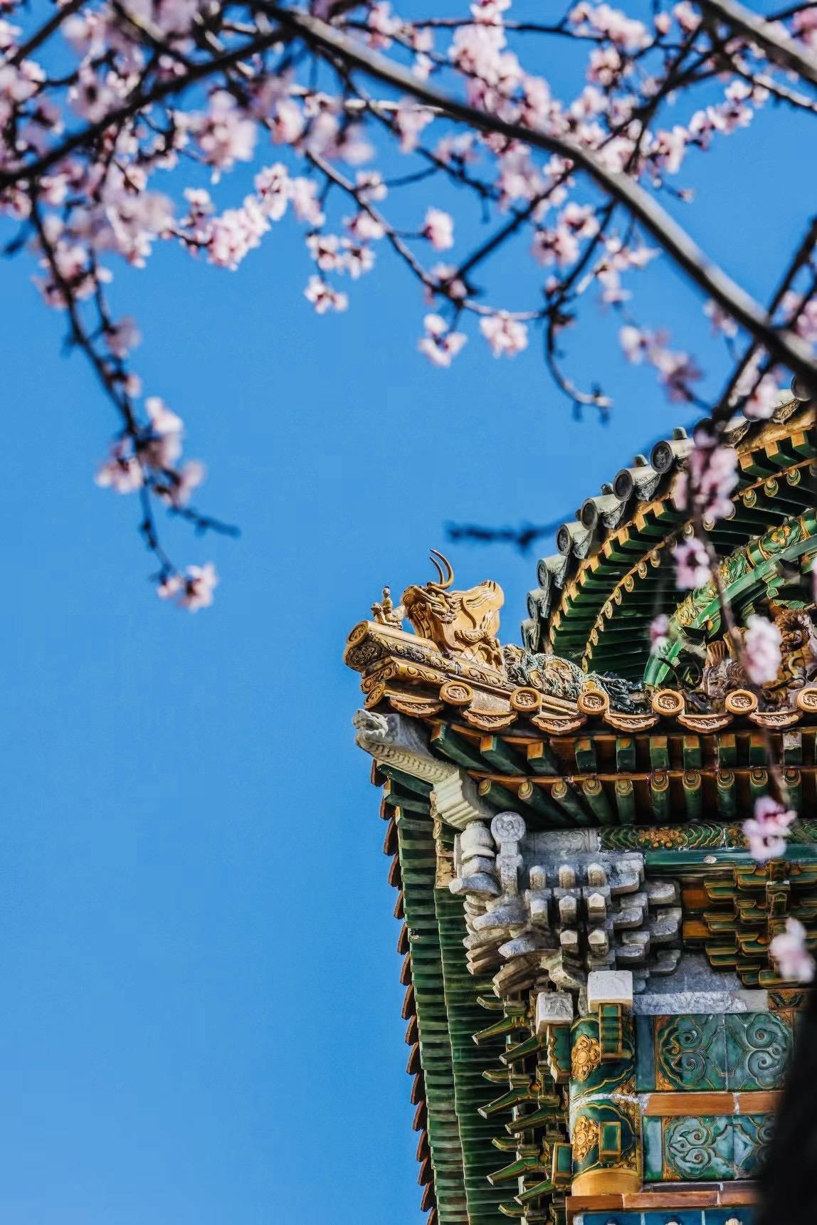 忻州版上春山从歌词里寻找春意