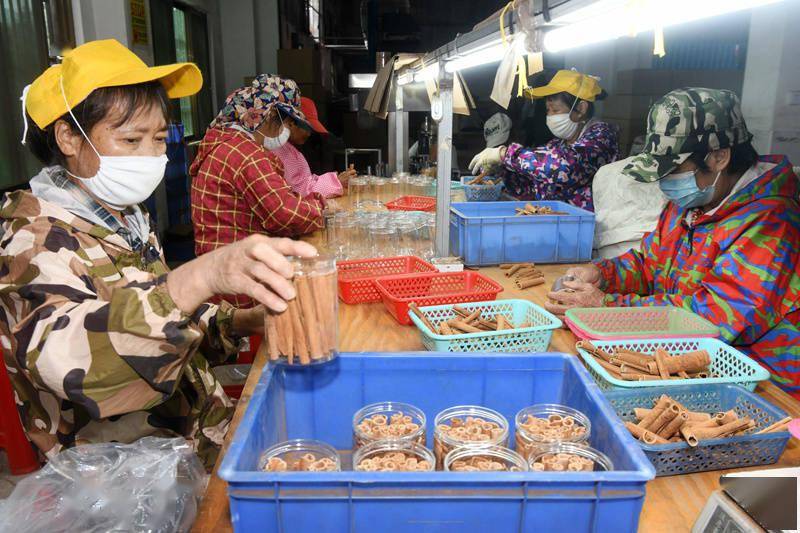 容县县底镇肉桂飘香产业兴