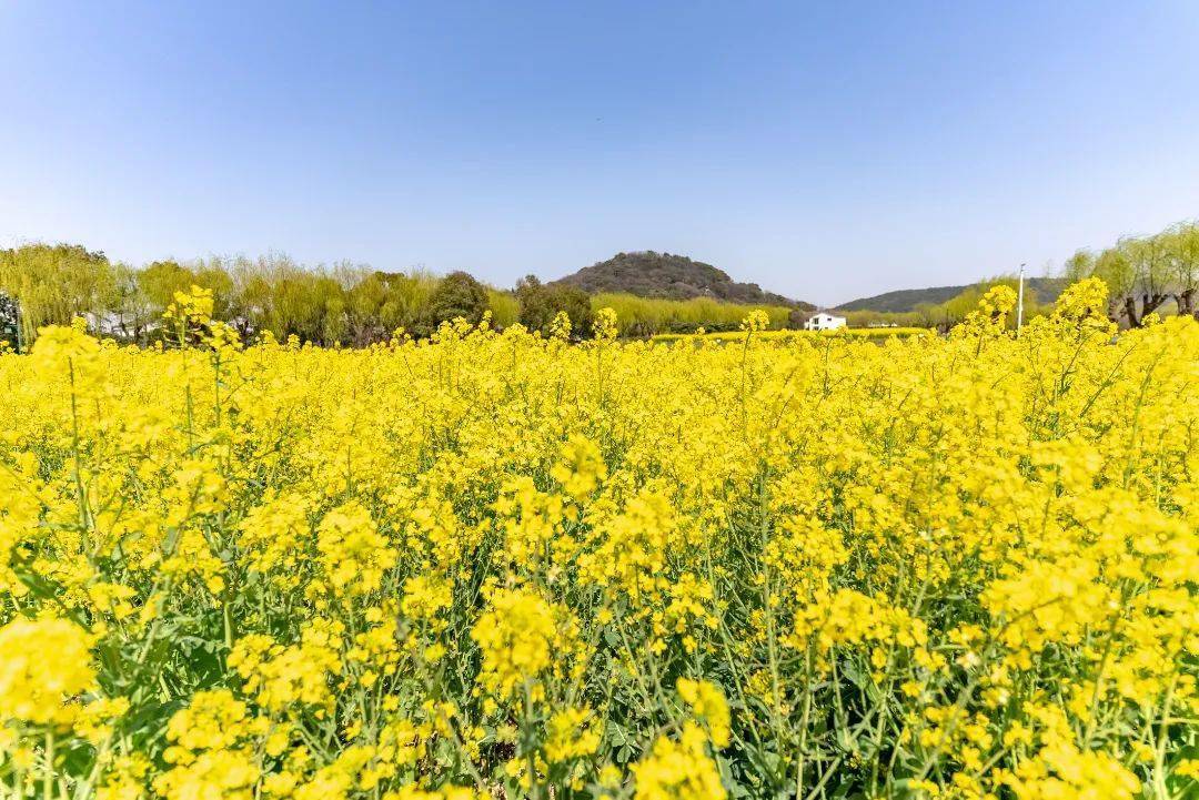 新都白鹤岛油菜花图片