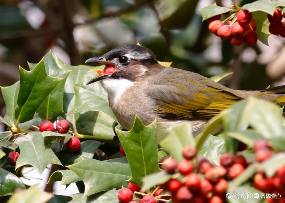 趵突泉公园树上的小红果成了白耳鹎鸟的美食