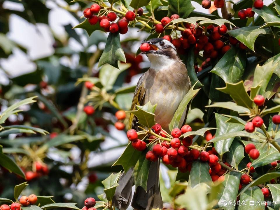 趵突泉公园树上的小红果成了白耳鹎鸟的美食