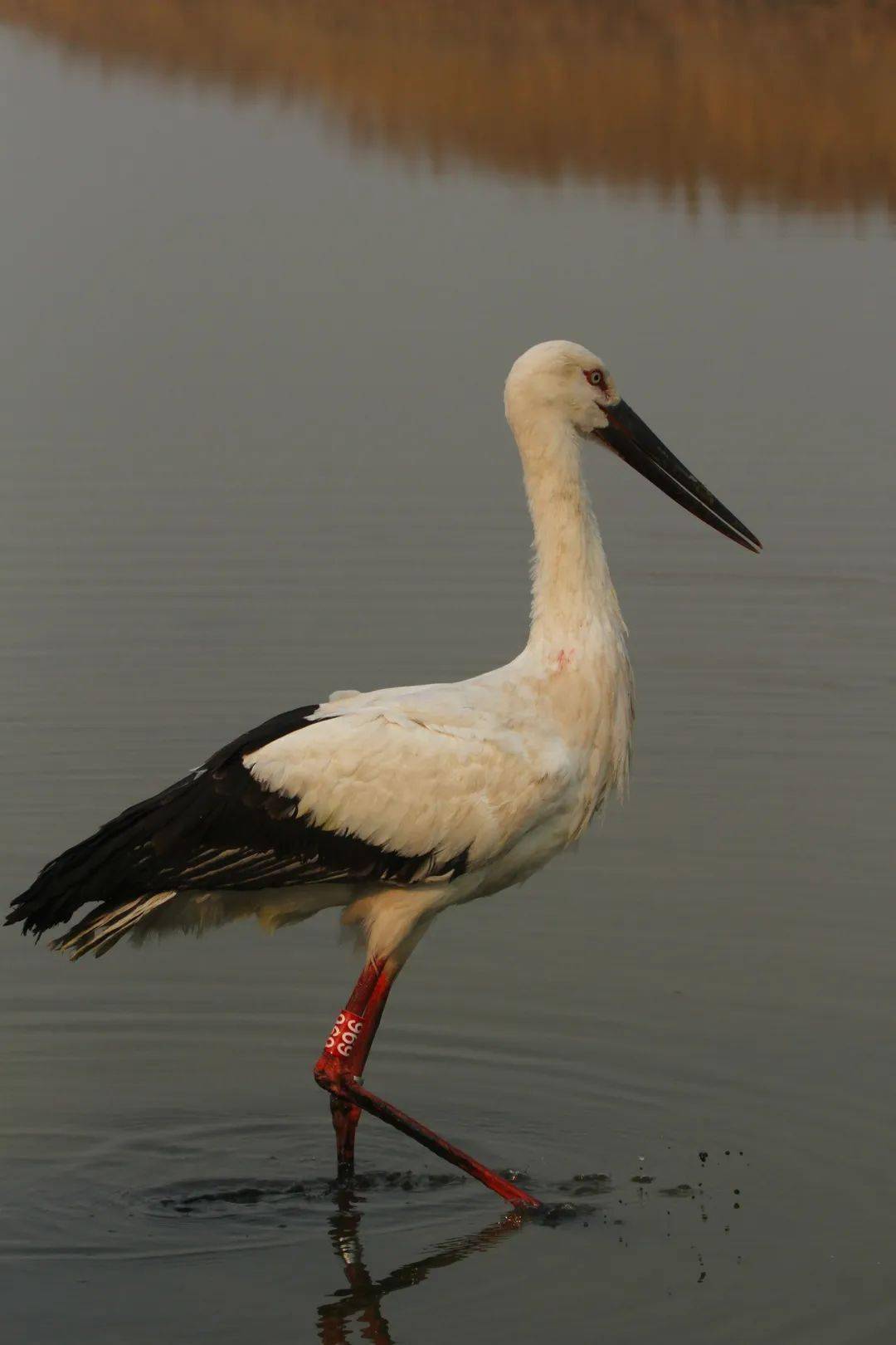 被誉为"鸟中国宝",为国家一级保护动物