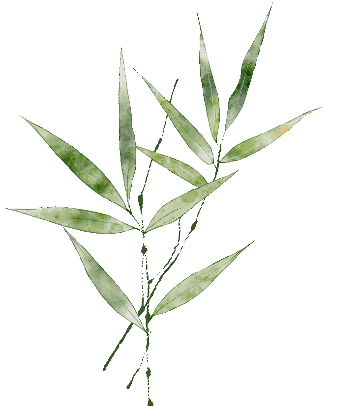 白花泡桐迎春辉疗伤续骨肿痛飞百草团畲药系列第91期知药知健康识药识