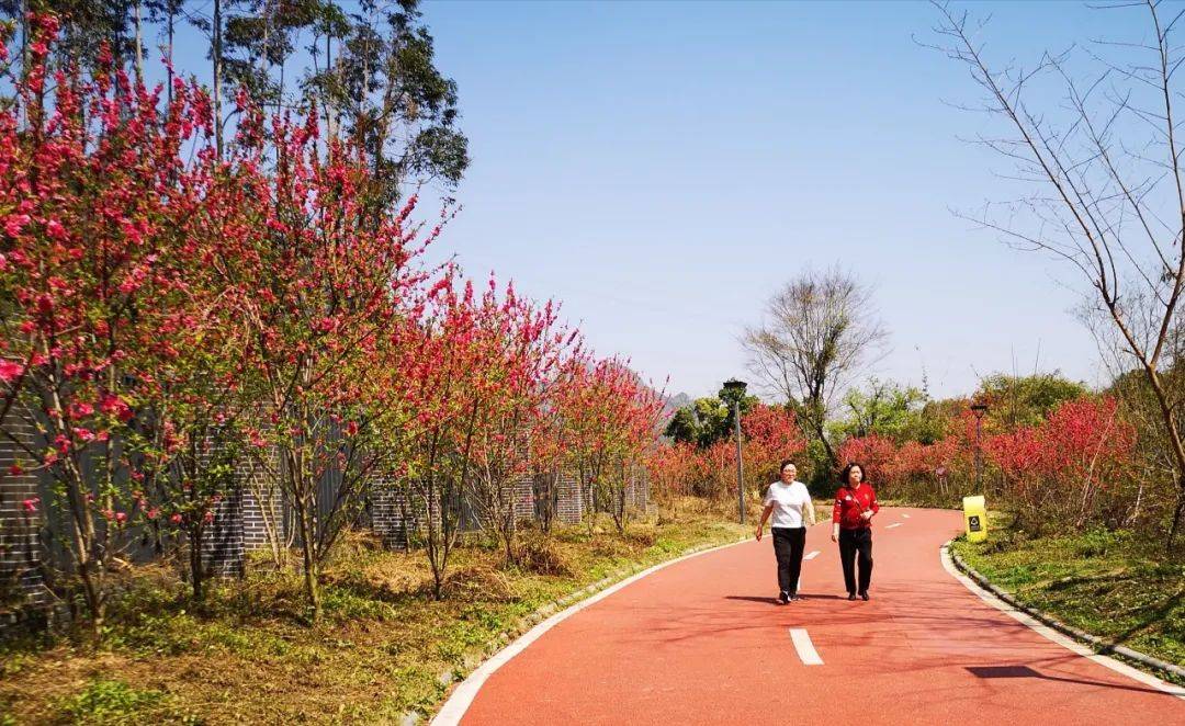 桃花在市区种植较为普遍,两江四湖,西山公园,訾洲公园,桃花江和小东江
