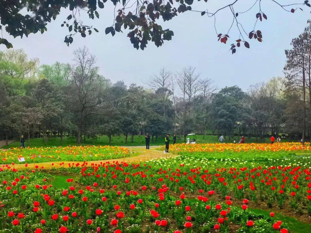 共青森林公园春日的花海盛宴即将拉开序幕现场探秘