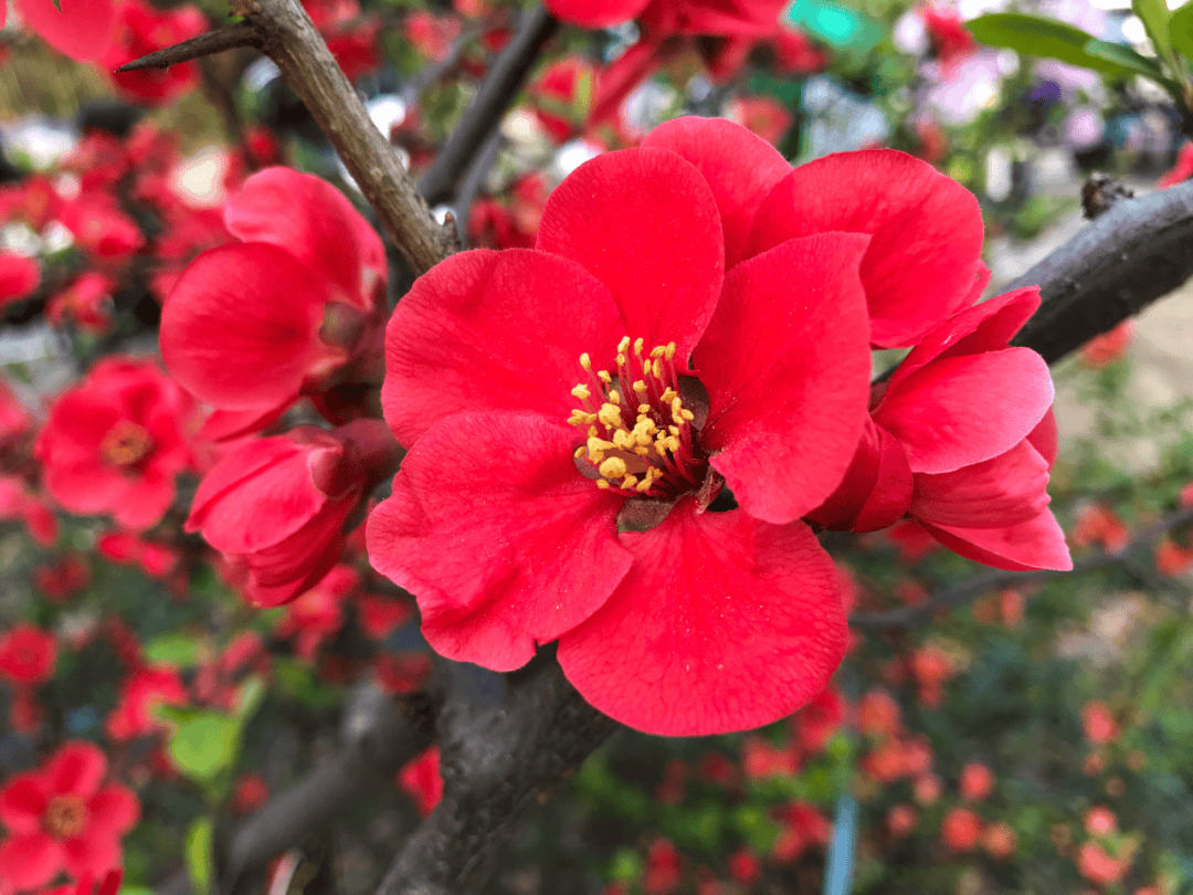 开封繁花上线赏花攻略来了