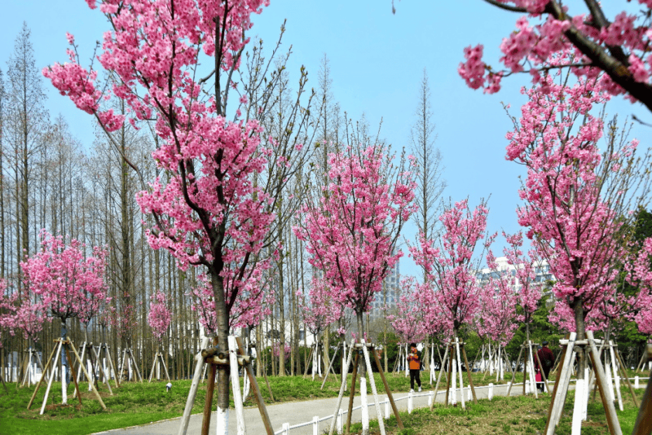 花之旅l500余株阳光樱盛放不能错过的樱花隧道