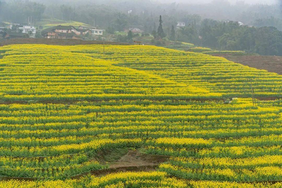 基层叙永县大石镇盘活撂荒土地梯田裹上黄色外衣养眼又增收