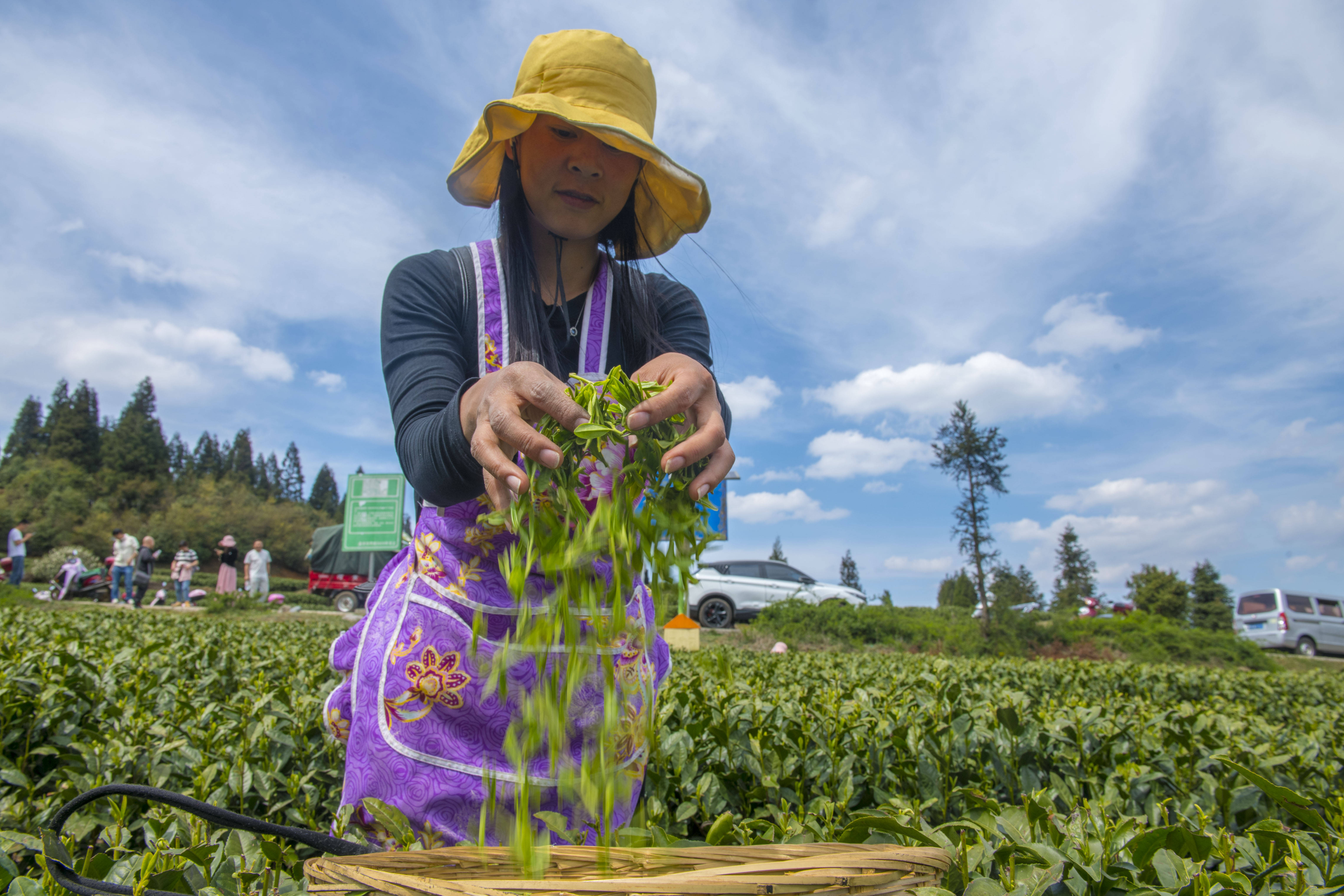 采茶归来青满篓 不负春光好时节_尚宇杰_茶叶_民主镇
