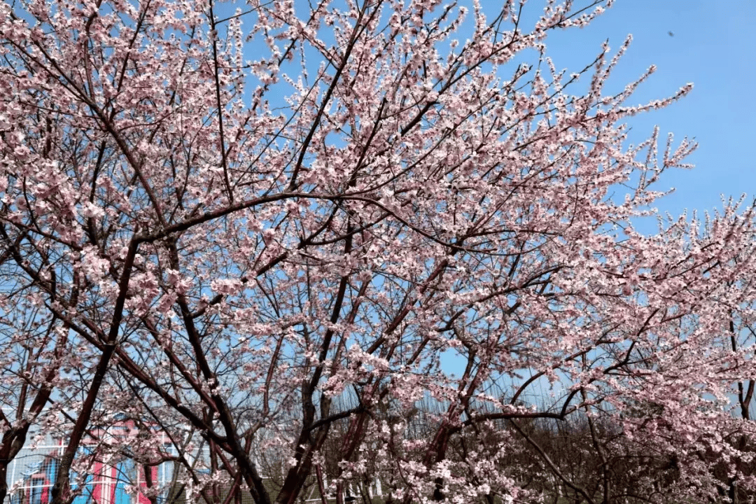 太原晋阳湖畔浪漫桃花醉烟堤