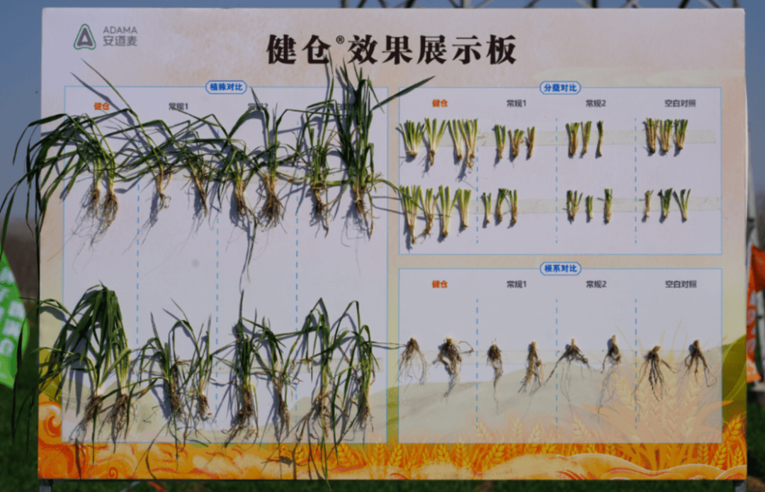 据了解,健仓03为30%嘧菌酯·咪鲜胺铜盐·噻虫嗪悬浮种衣剂,是