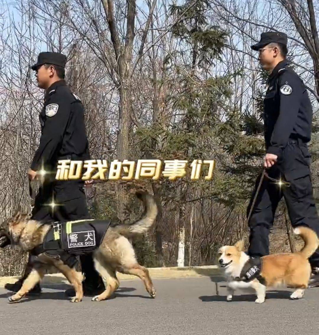 与常见的大型犬不同,福仔接受训练4个月,利用腿短优势,学会服从,搜爆