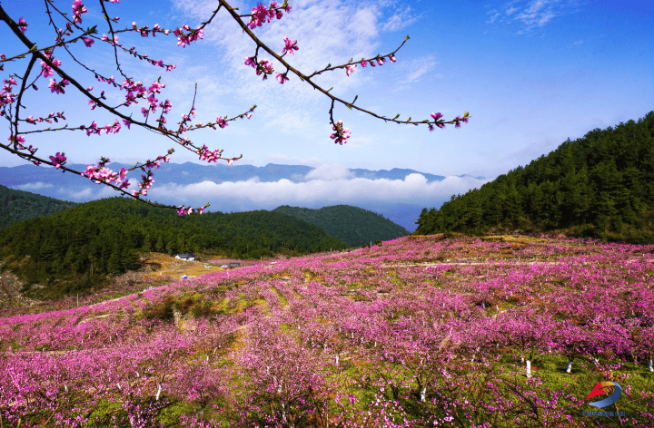 丰都这俩地方1800多亩桃花迎春绽放!