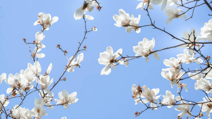 樱花霸屏当了30多年市花白玉兰想逆袭