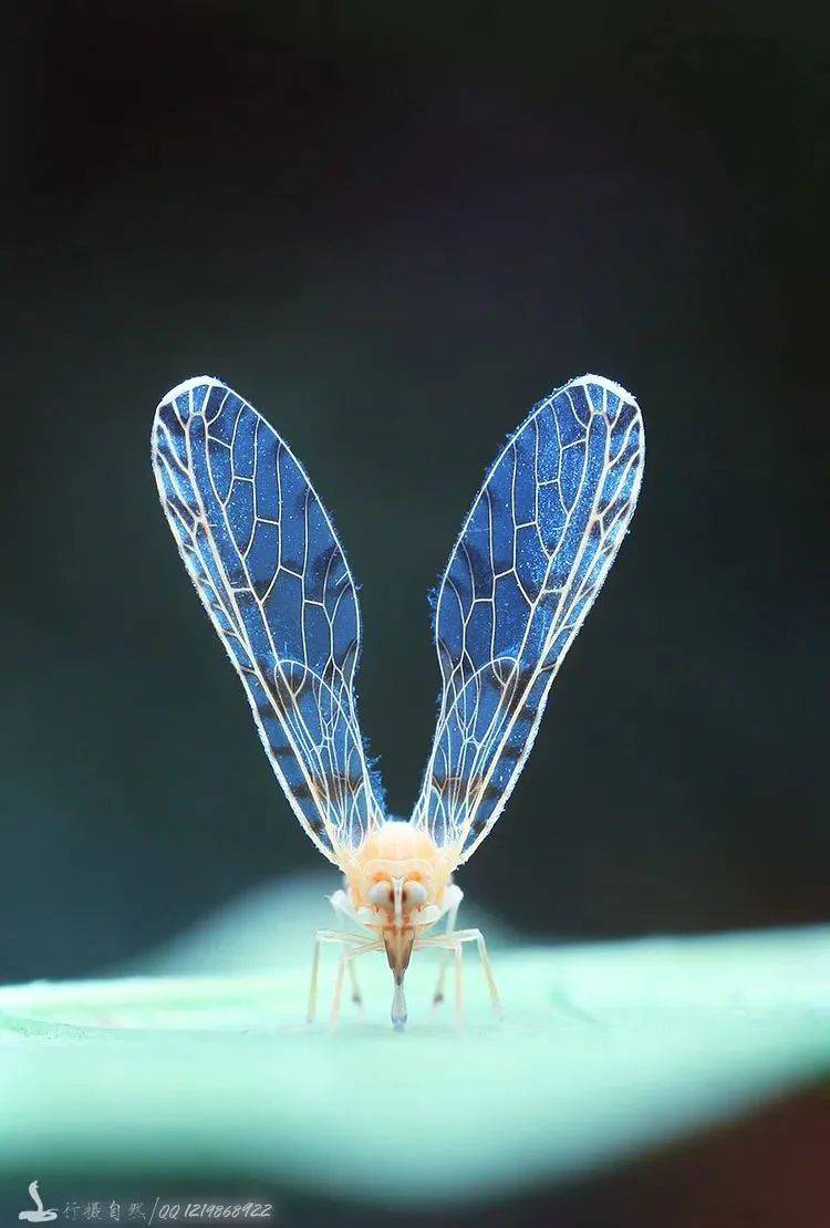 广西弄岗保护区首次记录到虎舌兰属"幽灵兰花"#广西弄岗发现植物新种
