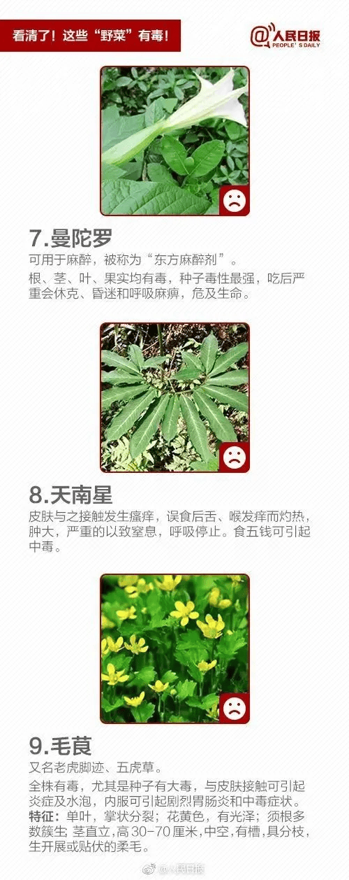 后经当地疾控部门确认,赵先生一家食用的野菜名叫石龙芮,长得很像水