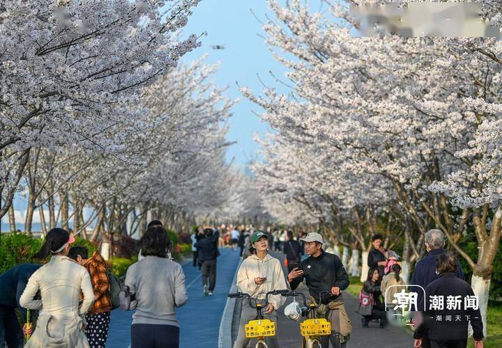 樱花绽放杭州滨江最美跑道开美颜了