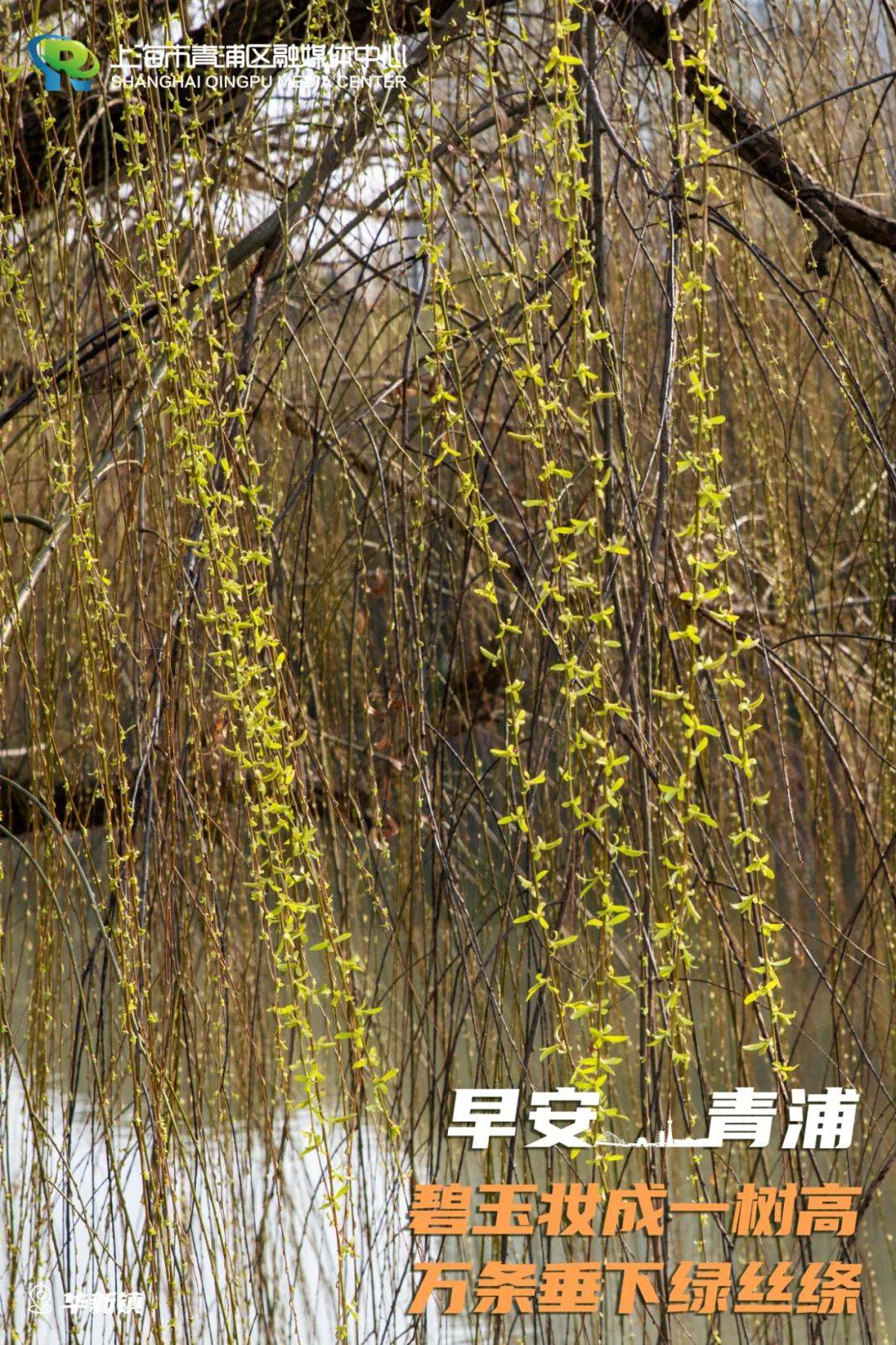 早安青浦丨碧玉妆成一树高，万条垂下绿丝绦