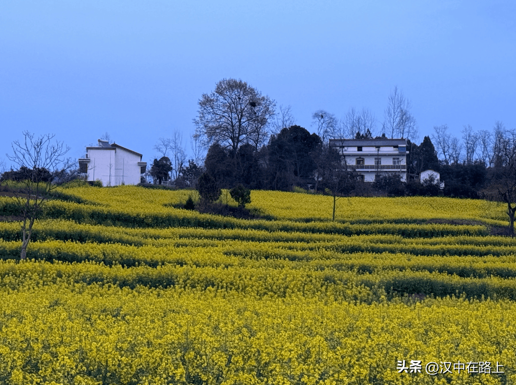 外地游客对洋县油菜花海的真实评价