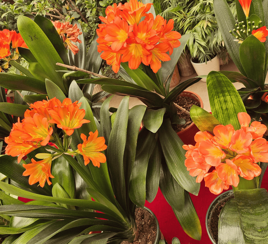 长春市花君子兰你必须了解一下