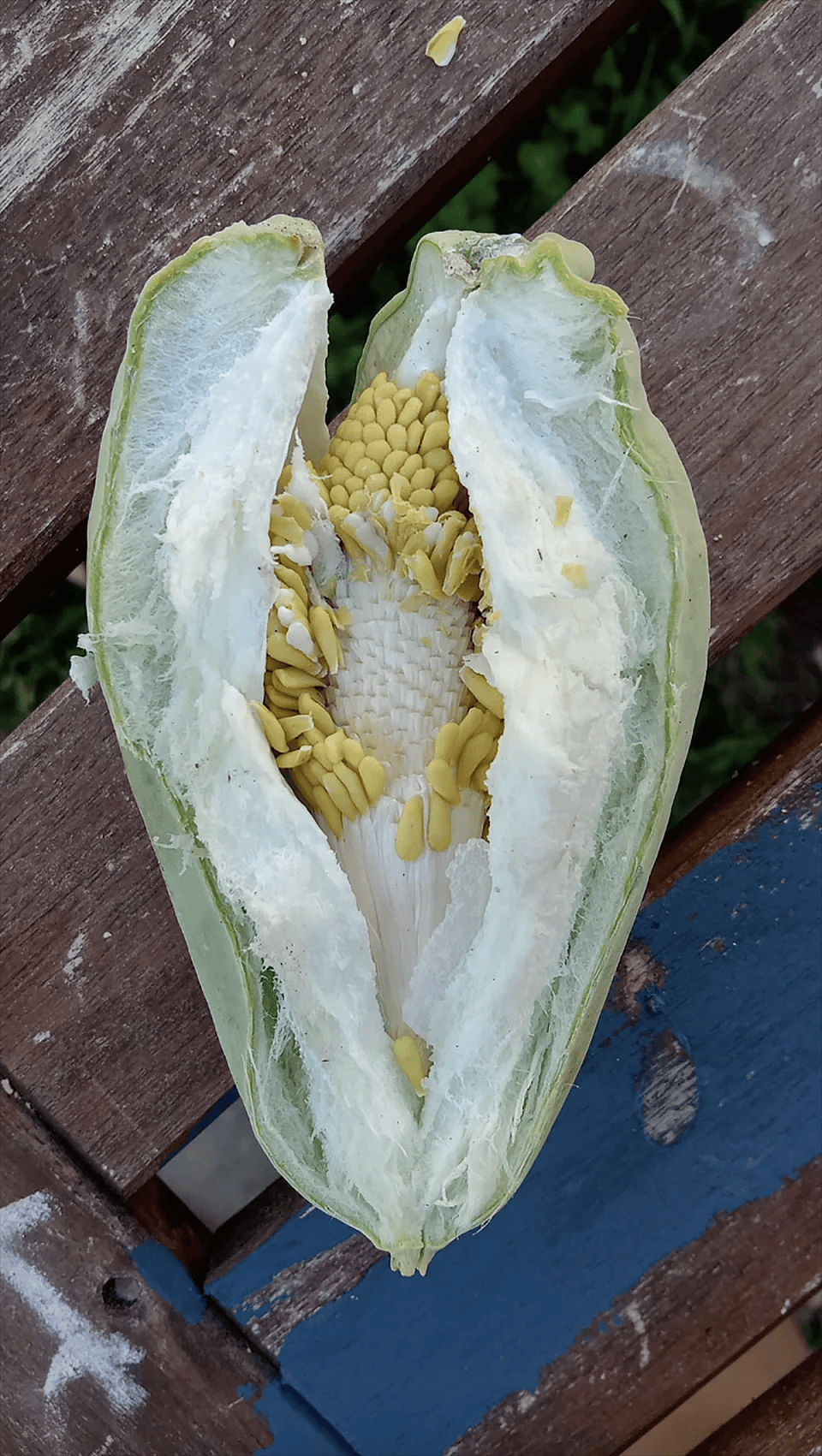 神似佛手瓜!_植物_阿鲁_种子