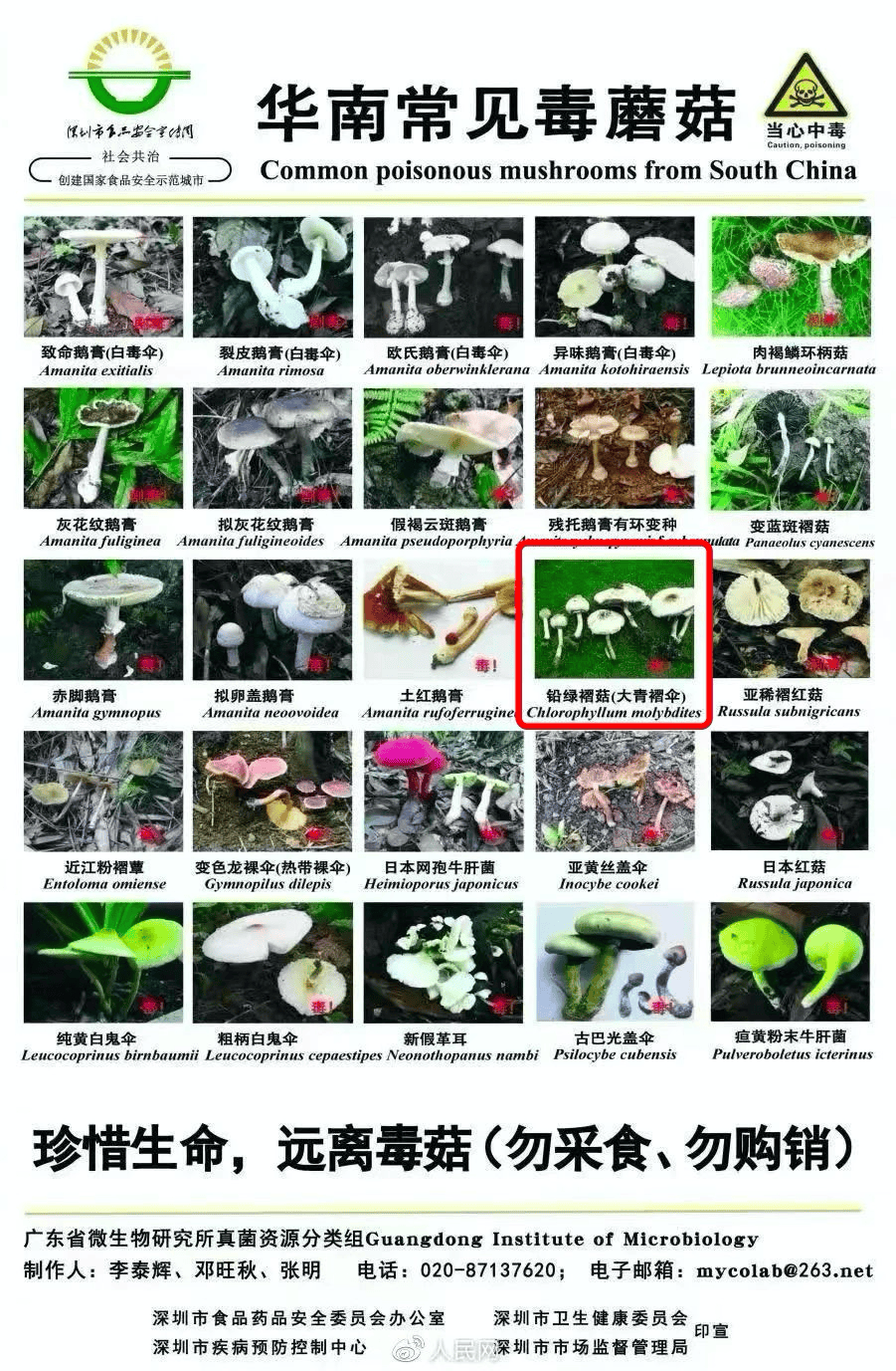 他们发现,除了白毒伞外,假褐云斑鹅膏,粉孢牛肝菌,丝盖伞在深圳最为