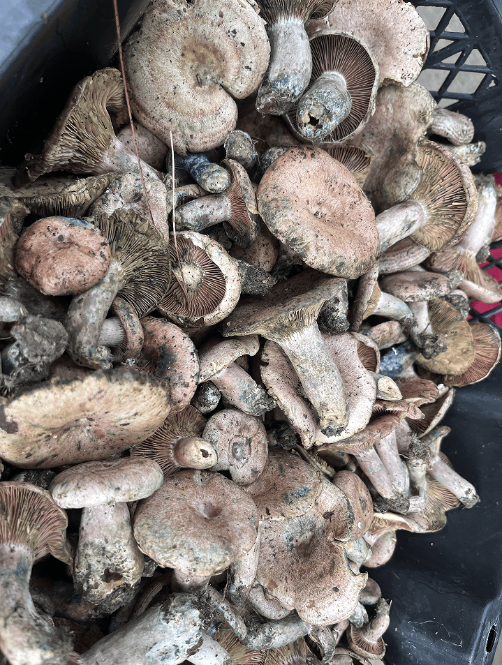 头水铜绿菌在昆明上市了价格