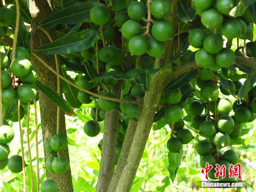 这个西南小城竟是全球最大澳洲坚果产区