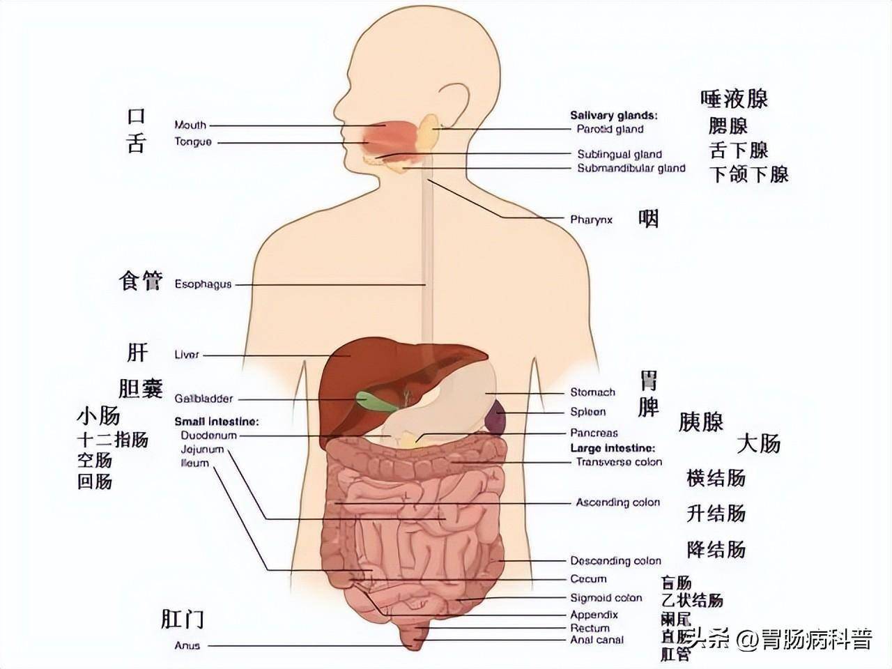 腹部及消化道解剖图谱
