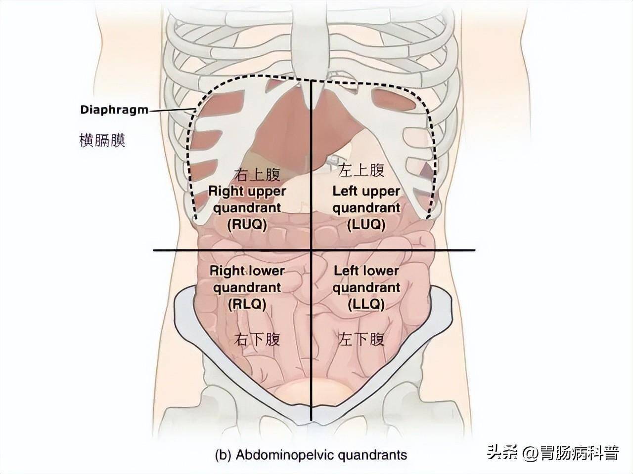 腹部及消化道解剖图谱