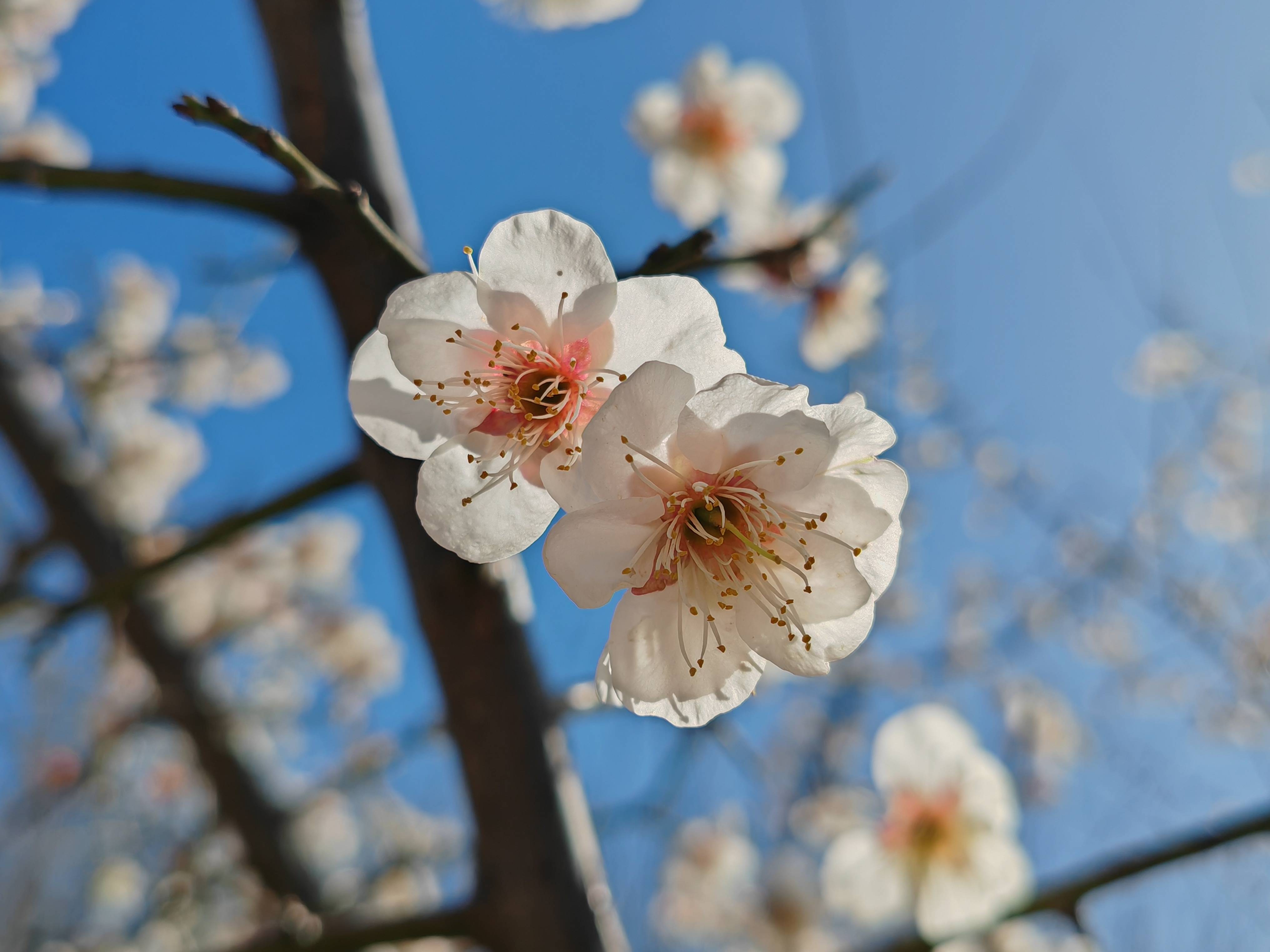 春花烂漫 淄博的春日限定来了!