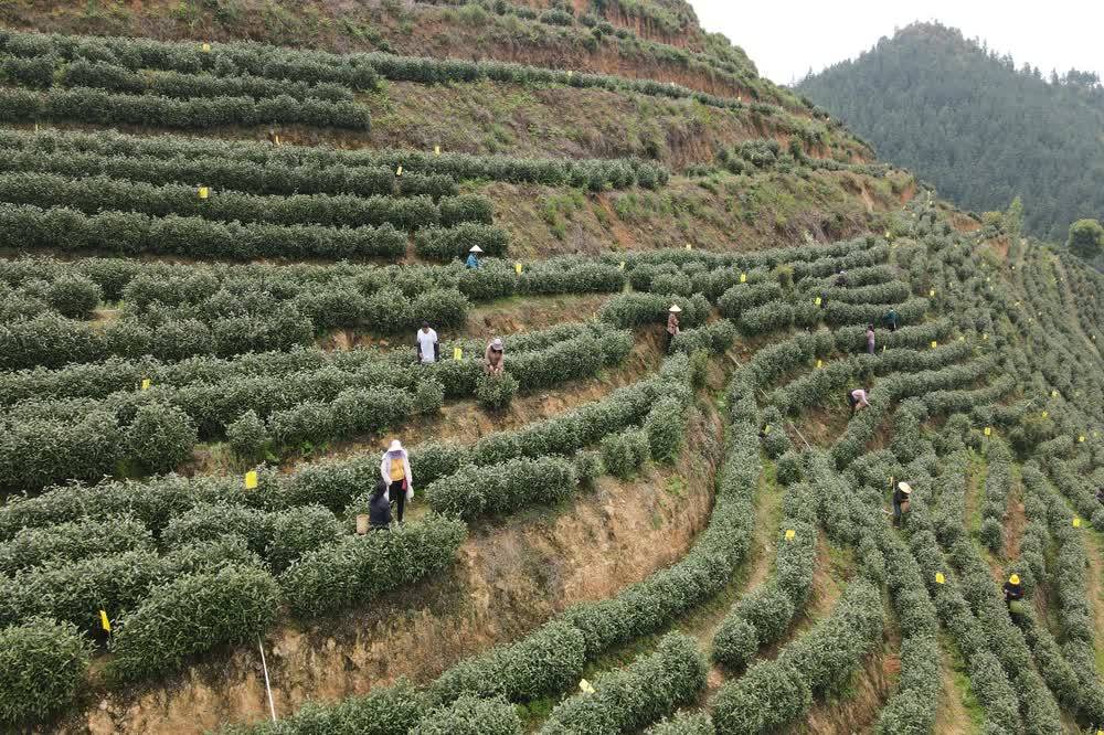 新田：春茶吐新芽 采摘正当时(图2)