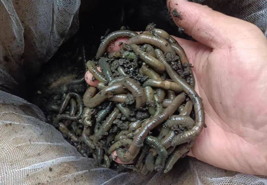 用蚯蚓挂钩怎么打窝别只会用酒米这2种方法效果也很棒