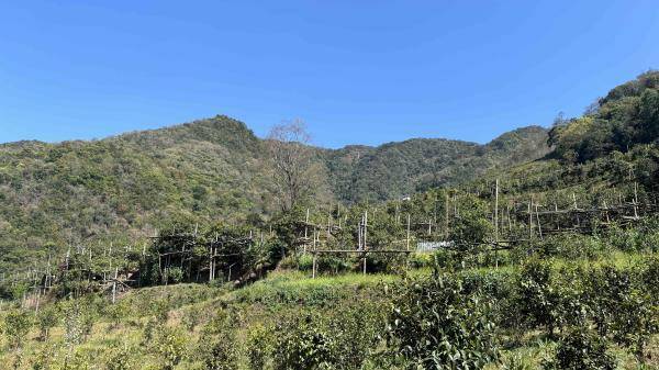镇沅勐大砍盆箐一片茶叶铺就乡村振兴路