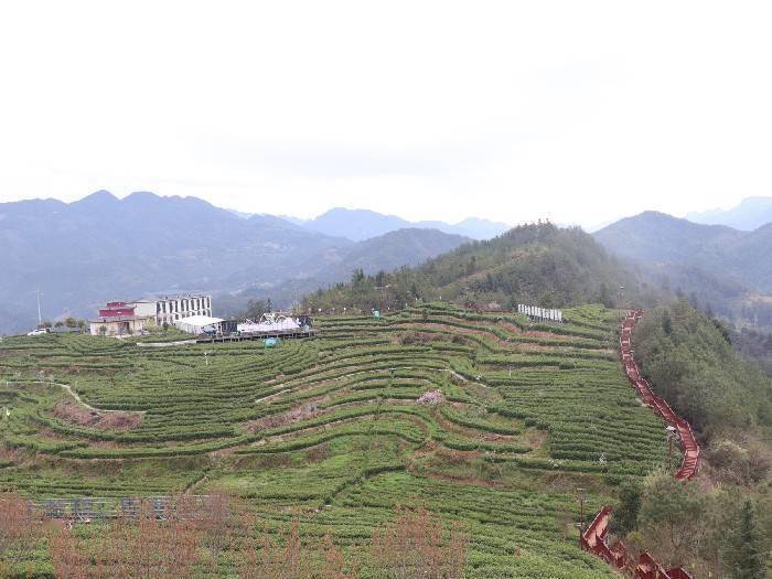 与四川巴山雀舌名茶实业有限公司,万源市蜀韵生态农业开发有限公司