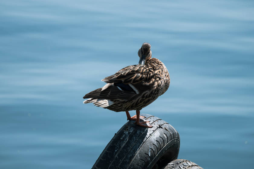 真一镜走天下 尼克尔z 28-400mm f/4-8 vr评测_镜头_尼康_的设计
