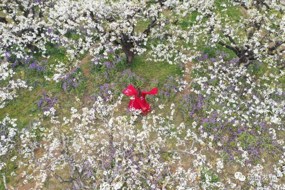 砀山梨花节介绍图片