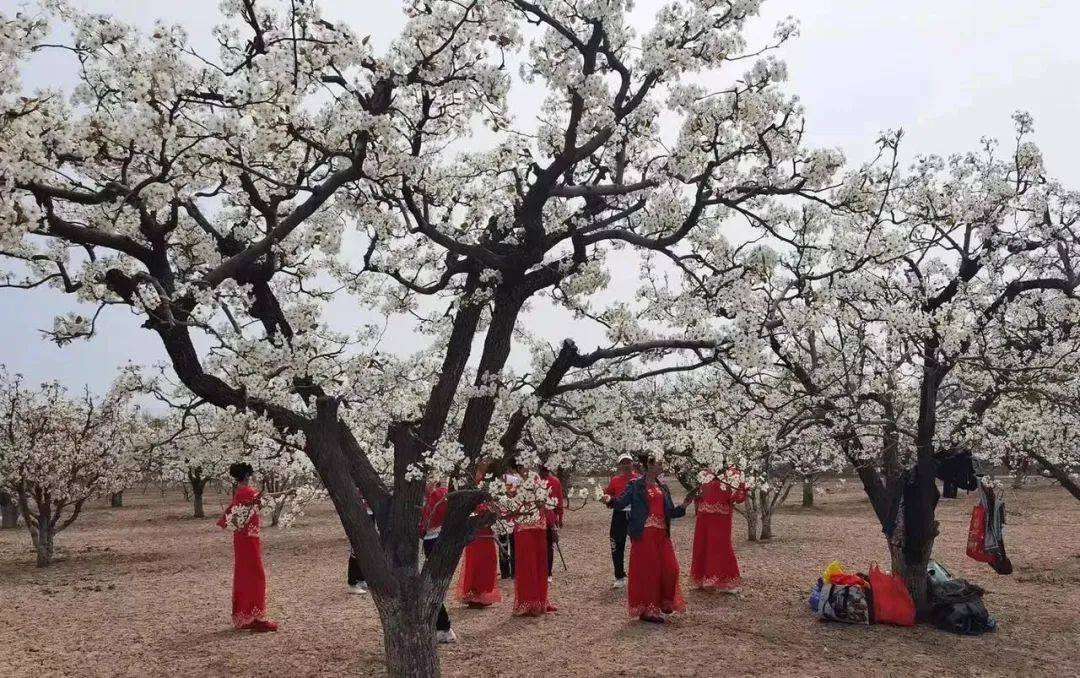 任丘梨花节,油菜花节来啦!