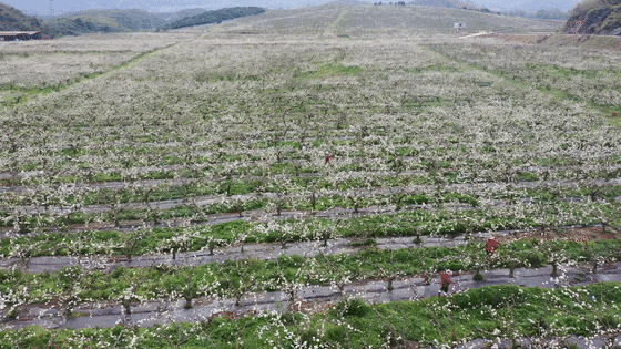梨花竞相开果农授粉忙