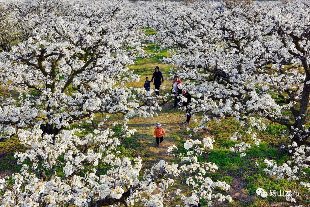 砀山梨花节介绍图片