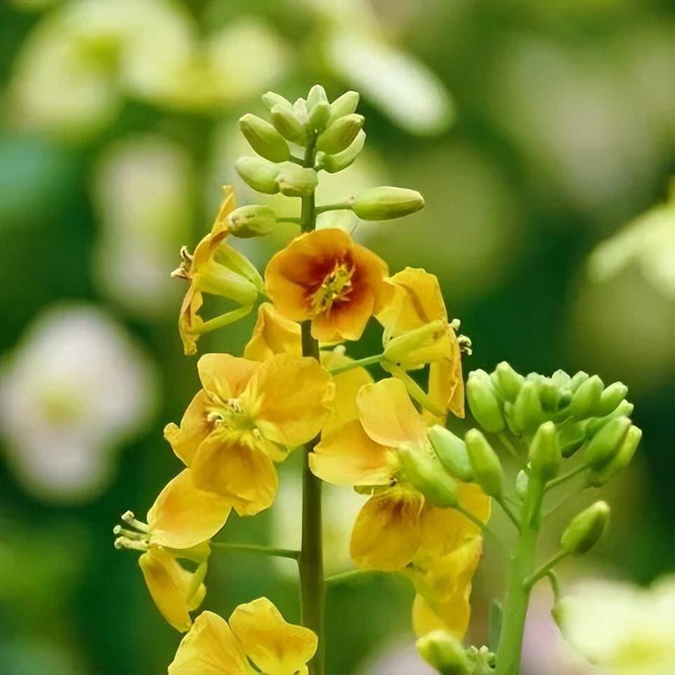 和风荡漾菜花黄 郑州赏油菜花指南请收好