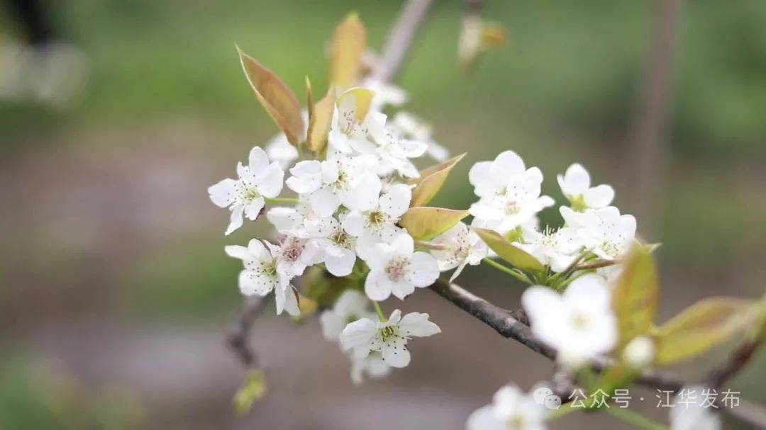 梨花竞相开果农授粉忙