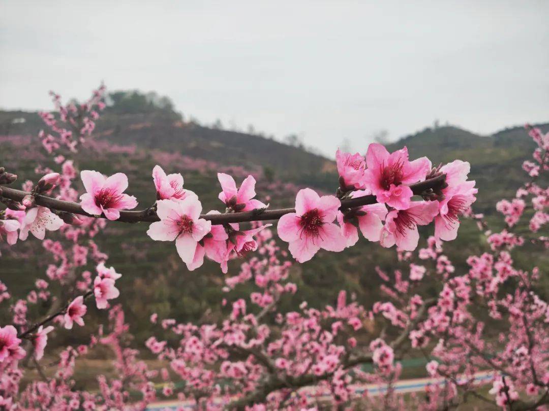 合川桃花节图片