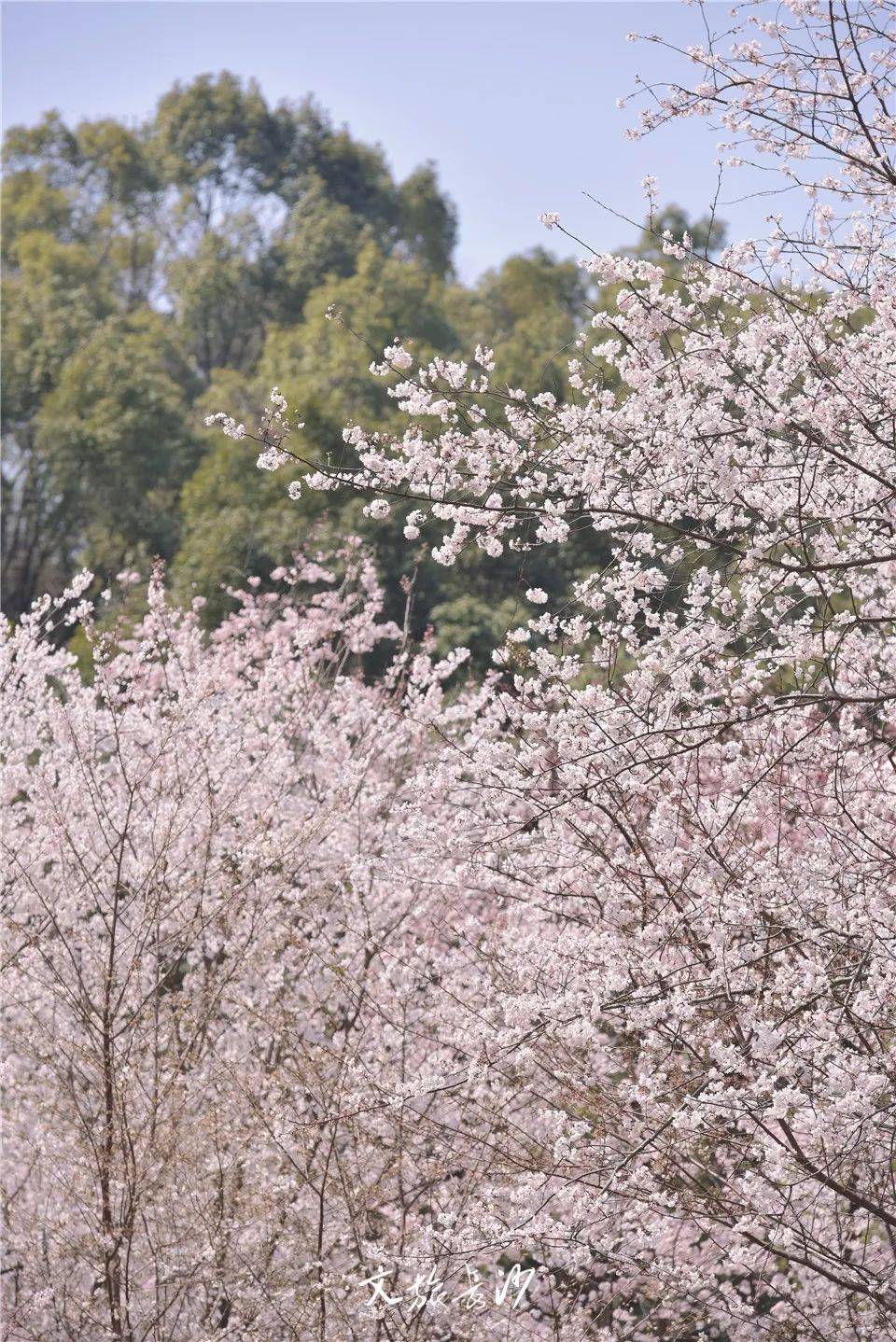 长沙烈士公园樱花图片